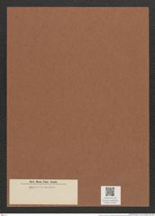 Synedra sp. (de-Toni-Nr.: Genus 66) Zeichnungen Sammlung Grunow Mappe 02782 (Herbarium_W_Grunow_drawings_Folder_02782)